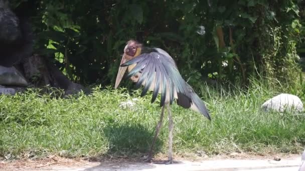 Cegonha pintada (Mycteria leucocephala) grande ave de pântano — Vídeo de Stock