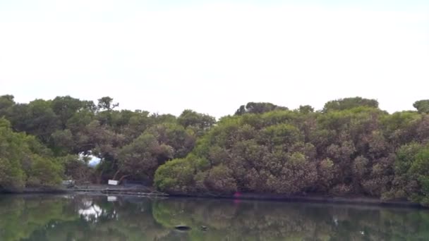 Mangrovebossen in Anping, Taiwan natuur met vogels — Stockvideo