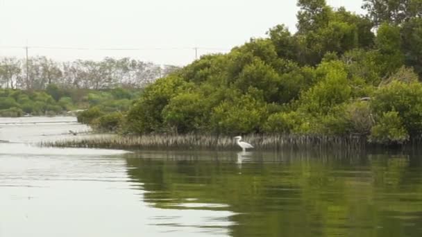Bosque de manglares en Anping, Taiwán naturaleza con aves — Vídeos de Stock