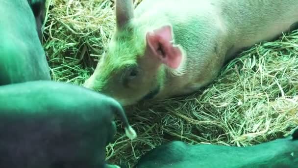 Varkens in boerderij voedingsindustrie — Stockvideo