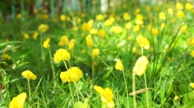 Pinto fıstık, Arachis pintoi, sarı Brezilyalı bezelye zemin örtüsü bitki çiçek sulama sonra sabah güneşin