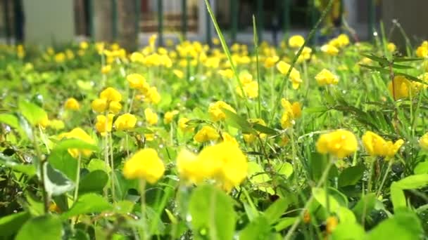 Pinto Erdnuss, Arachis pintoi, gelbe brasilianische Erbsenbodendecker Pflanze Blume in der Morgensonne nach dem Gießen — Stockvideo