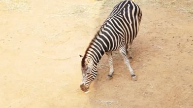 Güneş ve gölge kahverengi kum arka plan ile üst görünümden Zebra