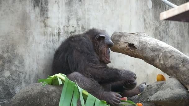 Oude chimpansee tropisch fruit eten op banaan verlaten — Stockvideo