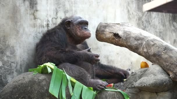 alter Schimpanse isst tropische Früchte auf Bananenblättern