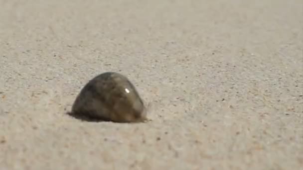 Hermit crab shell next to the white sand crystal blue ocean of Thailand — Stock Video