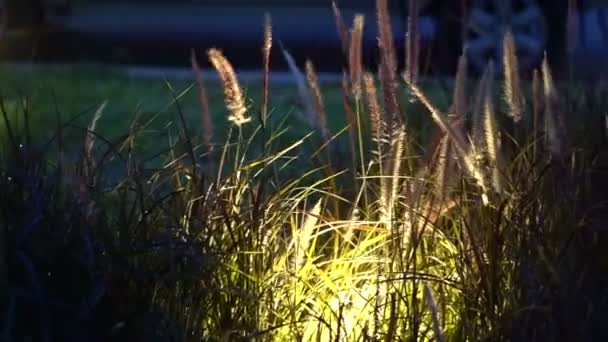 Fialové zdobené pšenice v noci. Zahradní architekt světelný design — Stock video