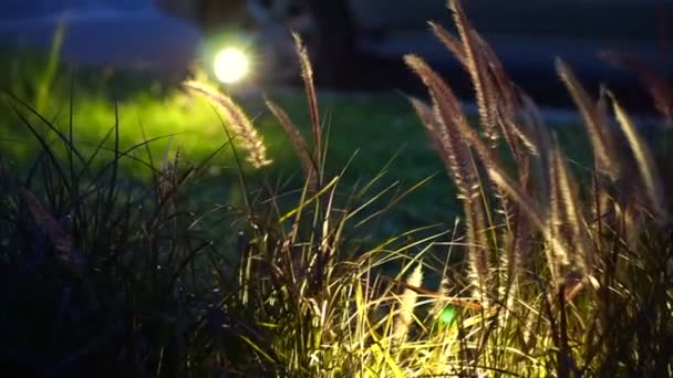 Paarse ingerichte tarwe in de nacht. Landschapsarchitect-lichtontwerp — Stockvideo