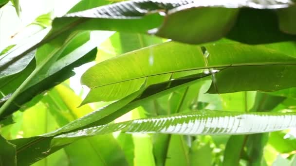 Тропический дождь в джунглях. Пышные зеленые листья — стоковое видео