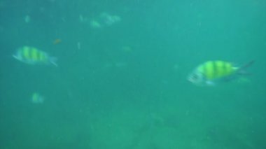 Okyanus şnorkel bakış açısı ile mavi yeşil deniz balıkçı