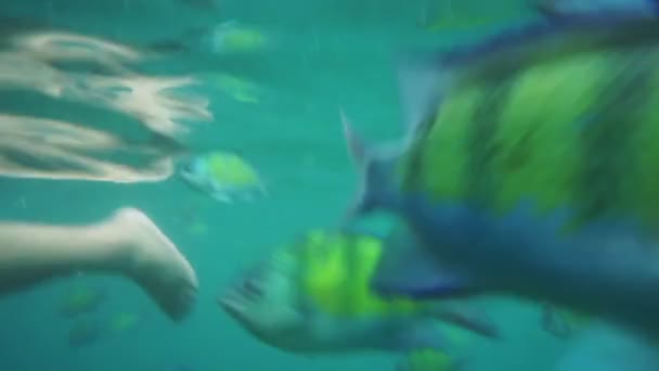 Точка зрения подводного плавания с рыбами в сине-зеленом море — стоковое видео