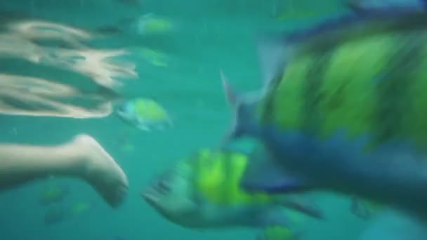 Ocean snorkeling point of view with fishes in blue green sea — Stock Video