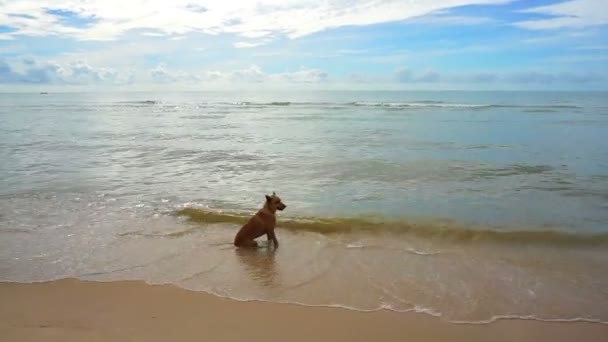 Pies siedzi na plaży zrelaksować się z fal morskich — Wideo stockowe