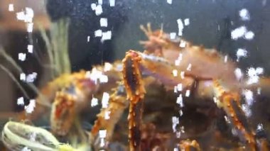 Hayatta Alaskan Kral yengeçler Restoran Pazar tank