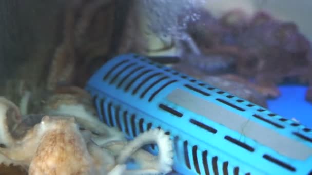 Sannakji schoffel, Raw levende baby octopus schotel van Koreaanse keuken — Stockvideo