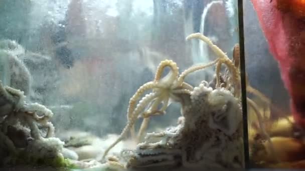 Sannakji schoffel, Raw levende baby octopus schotel van Koreaanse keuken — Stockvideo