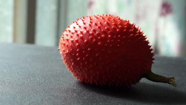 Βίντεο του Gac, άνοιξη πικρή αγγούρι, Momordica cochinohinensis άνοιξη κόκκινο αγκαθωτά τροπικών ώριμων φρούτων — Αρχείο Βίντεο
