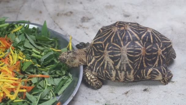 Twee schildpadden met sterpatroon op shell, één eten eten andere loopt door — Stockvideo