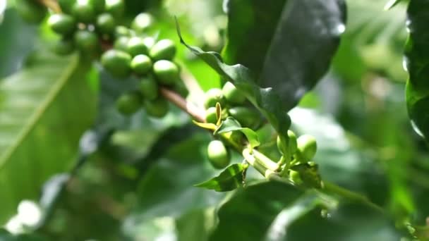 Granos de cerezas de café verdes en una rama de árbol de café en granja orgánica — Vídeos de Stock