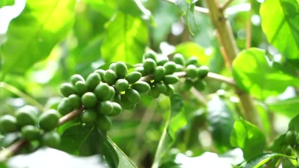 Grãos de cerejas de café verde em um ramo de árvore de café na fazenda orgânica — Vídeo de Stock