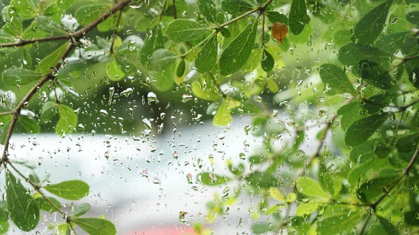 Green leaves background, water droplets on glass window — Stock Photo, Image