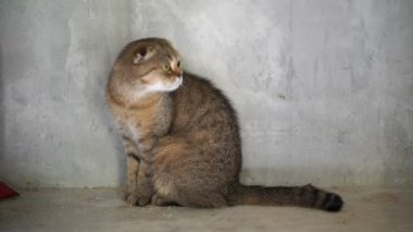 İskoç fold kedi içinde hareket