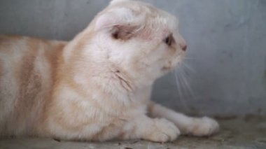 İskoç fold kedi içinde hareket