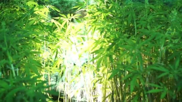 Canapa, Cannabis sativa, pianta simile alla marijuana ma destinata all'agricoltura e alla produzione di fibre — Video Stock