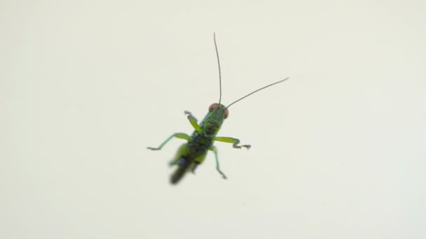 Green grasshopper on reflective mirror background — Stock Video