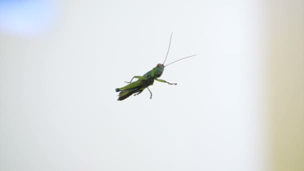 Green grasshopper on reflective mirror background — Stock Video