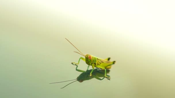 반사 거울 배경에 녹색 메뚜기 — 비디오