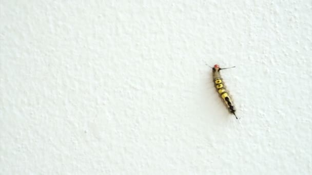 Gros plan vidéo de belle chenille poilue jaune et noire sur fond de mur isolé blanc — Video