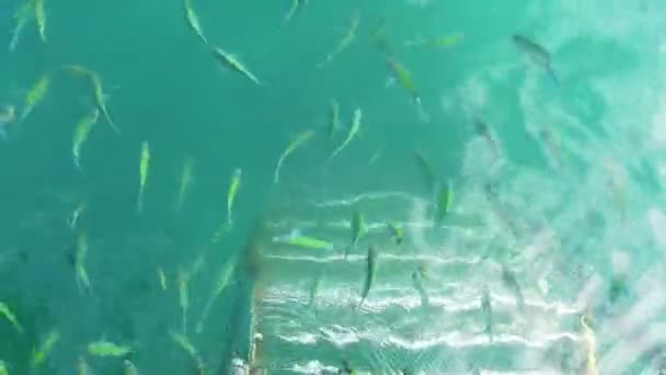 Férias Retiro Pés Circundantes Com Peixes Selvagens Oceano Tropical Píer — Vídeo de Stock