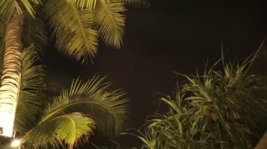 Tropikal bitkiler Hindistan cevizi palmiyesi geceleri parlıyordu.