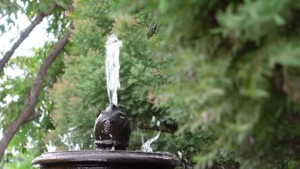 Фонтан Невеликого Англійського Стилю Прикрашений Зеленим Садом Відпочиває Віє — стокове відео