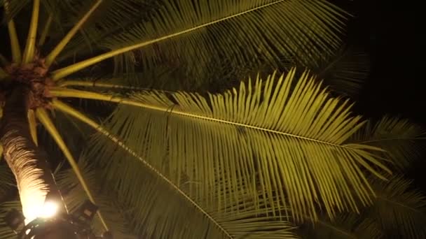 Tropische Planten Kokospalm Nachts Verlicht — Stockvideo
