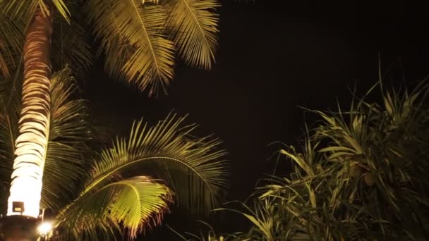 Tropikal Bitkiler Hindistan Cevizi Palmiyesi Geceleri Parlıyordu — Stok video