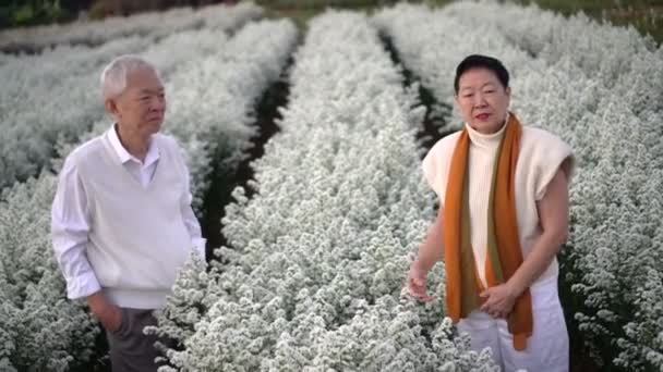 Boldog Romantikus Ázsiai Idősebb Pár Reggel Gyönyörű Fehér Virág Mező — Stock videók
