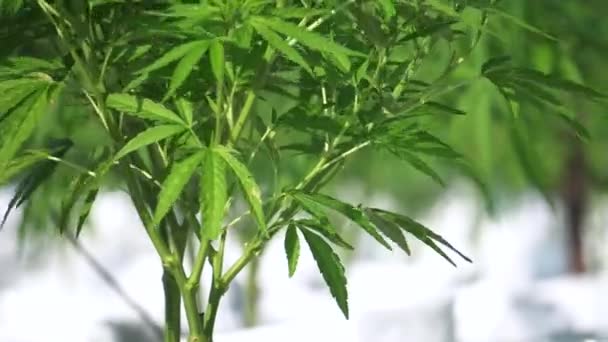 Erba canapa piante di cannabis da vicino sfondo colpo per la droga o concetto medico — Video Stock