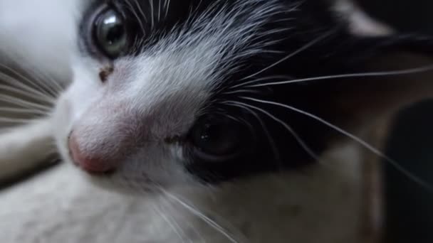 Kleines Schwarzweißes Kätzchen Schlafend Und Nahaufnahme — Stockvideo