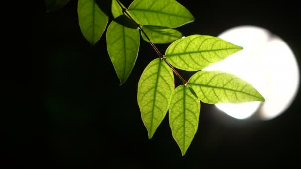 Détails Translucides Feuilles Vertes Rétro Éclairées Avec Éclairage Nuit — Video