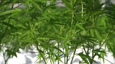 Kenevir marihuanası açık havada güneş ışığı ve rüzgarda