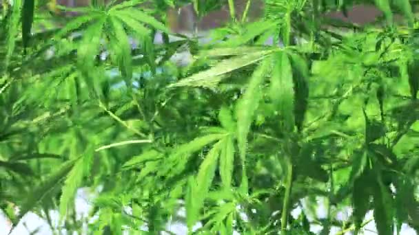 Cannabis Marijuana Outdoor Farm Alla Luce Del Sole Del Vento — Video Stock