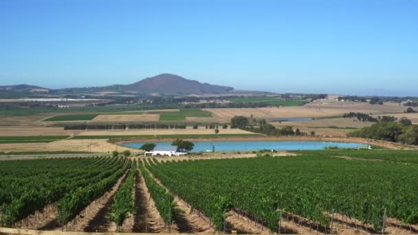 Republika Południowej Afryki Winnica Gospodarstwo Krajobraz Nowy Świat Wino — Wideo stockowe