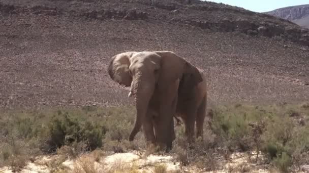 Afrika Filleri Güneşte Safari Arabasına Yürüyorlar — Stok video