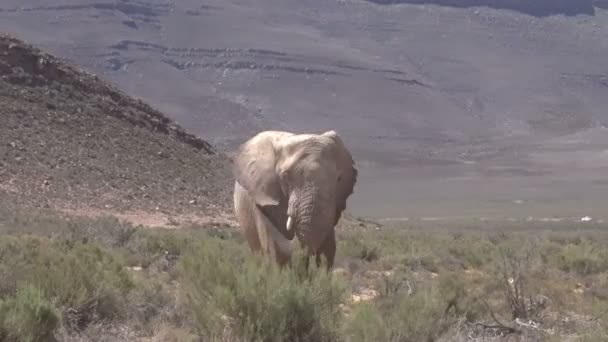 暑い太陽の下で水を噴霧しながらサファリカーに歩くアフリカゾウ — ストック動画