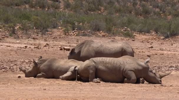 Group White Rhino Rhinoceros Sleeping Sun Together Africa — Stock Video