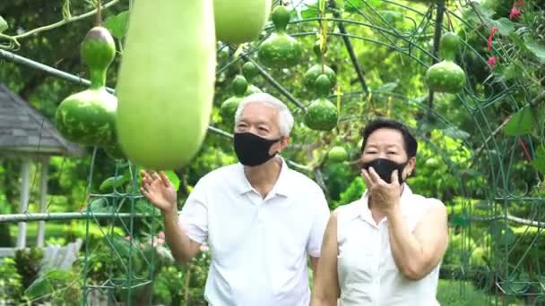 Asiatique Couple Aîné Vérifier Sur Calabash Ferme Vert Légumes Biologiques — Video