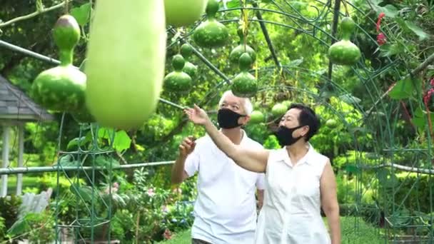 아시아 의연로 부부가 바시의 유기농 야채를 조사하고 — 비디오
