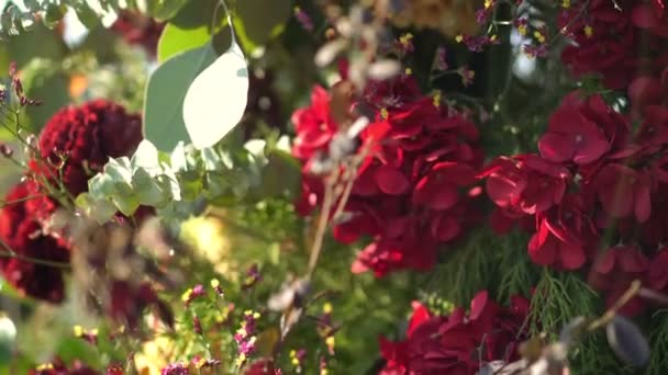 Engelska Trädgårdsrosor Och Andra Blommor Rustik Stil — Stockvideo